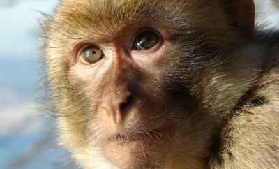 Gibraltar_Barbary_Macaque