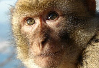 Gibraltar Barbary Macaque