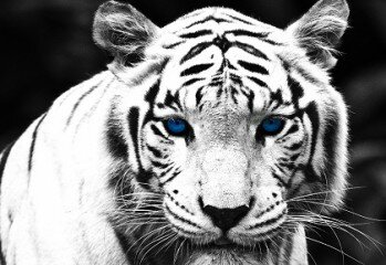 white tiger